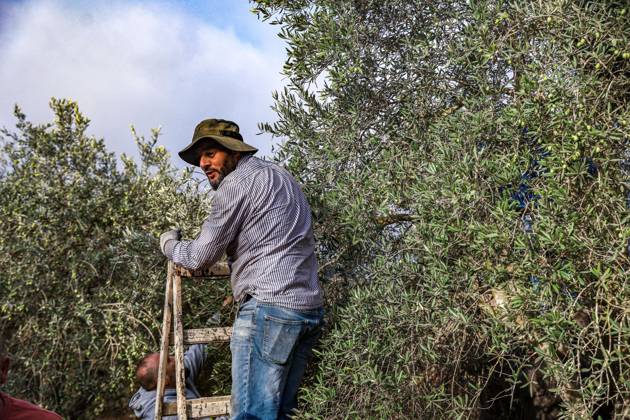 October 13, 2026, Ramallah: EIN YABRUD, WEST BANK, PALESTINE, OCTOBER 13, 2026: Palestinian residents and farmers harvest olives on their land in Ein Yabrud, east of Ramallah, in the occupied West Bank. Residents gathered to pick olives following reported settler attacks on farmers in the village in recent days. Ramallah - ZUMAq101 20261013_zna_q101_214 Copyright: xSalmanxMohsenxAlkhatibx