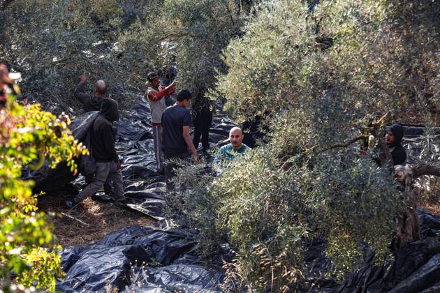 October 13, 2026, Ramallah: EIN YABRUD, WEST BANK, PALESTINE, OCTOBER 13, 2026: Palestinian residents and farmers harvest olives on their land in Ein Yabrud, east of Ramallah, in the occupied West Bank. Residents gathered to pick olives following reported settler attacks on farmers in the village in recent days. Ramallah - ZUMAq101 20261013_zna_q101_217 Copyright: xSalmanxMohsenxAlkhatibx