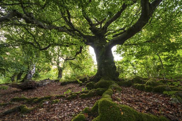 Alte Hutebuche (Rotbuche, Fagus sylvatica) mit moosbewachsenen Wurzeln im idyllischen Hutewald Halloh im Sommer, Hessen, Deutschland Old beech (Fagus sylvatica) with moss-covered roots in the idyllic Hutewald Halloh in summer, Hesse, Germany Copyright: imageBROKER Hans-PeterxKliesch ibxdwo19564947.jpg