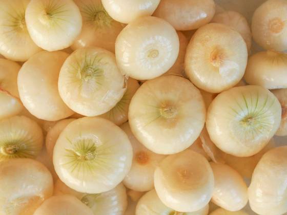 Onion (Allium cepa) also known as garden or bulb onion Copyright: xclaudiodiviziax Panthermedia70345688