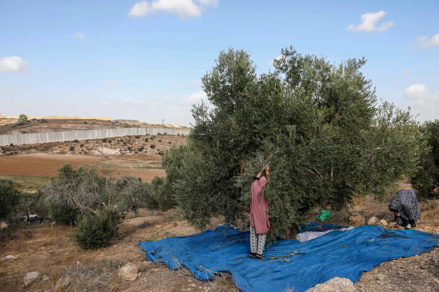 Olive harvest in West Bank BEIT AWWA, WEST BANK, PALESTINE - OCTOBER 15: Palestinian farmers harvest olives in an olive grove near the separation wall built by Israel in the town of Beit Awwa, west of Hebron, West Bank, Palestine, on October 15, 2026. Palestinian farmers frequently face attacks by Israeli forces and Israeli settlers during the ongoing olive harvest season. Mamoun Wazwaz Anadolu Beit Awwa West Bank. Editorial use only. Please get in touch for any other usage.  Copyright: x2026xAnadoluxMamounxWazwazx