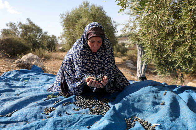 Olive harvest in West Bank BEIT AWWA, WEST BANK, PALESTINE - OCTOBER 15: A Palestinian farmer harvests olives in an olive grove near the separation wall built by Israel in the town of Beit Awwa, west of Hebron, West Bank, Palestine, on October 15, 2026. Palestinian farmers frequently face attacks by Israeli forces and Israeli settlers during the ongoing olive harvest season. Mamoun Wazwaz Anadolu Beit Awwa West Bank. Editorial use only. Please get in touch for any other usage.  Copyright: x2026xAnadoluxMamounxWazwazx