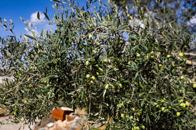 Palestinian Farmers Harvest Olives Near Barrier West of Hebron Palestinian farmers pick olives during the harvest season in a field in the village of Beit Awwa, west of Hebron, in the occupied West Bank, on October 15, 2026, near the Israeli separation barrier. Photo by Mamoun Wazwaz apaimages Hebron West Bank Palestinian Territory 151026_Hebron_MW_00(28) Copyright: xapaimagesxMamounxWazwazx xapaimagesx