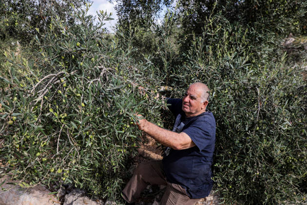 Palestinian Farmers Harvest Olives Near Barrier West of Hebron Palestinian farmers pick olives during the harvest season in a field in the village of Beit Awwa, west of Hebron, in the occupied West Bank, on October 15, 2026, near the Israeli separation barrier. Photo by Mamoun Wazwaz apaimages Hebron West Bank Palestinian Territory 151026_Hebron_MW_00(30) Copyright: xapaimagesxMamounxWazwazx xapaimagesx