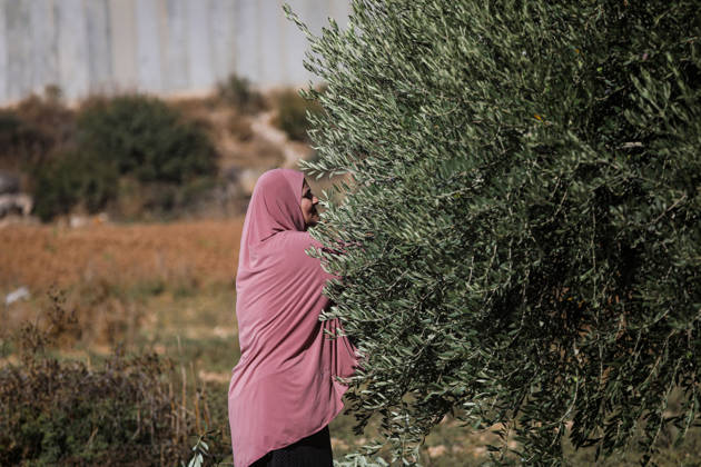 Palestinian Farmers Harvest Olives Near Barrier West of Hebron Palestinian farmers pick olives during the harvest season in a field in the village of Beit Awwa, west of Hebron, in the occupied West Bank, on October 15, 2026, near the Israeli separation barrier. Photo by Mamoun Wazwaz apaimages Hebron West Bank Palestinian Territory 151026_Hebron_MW_00(22) Copyright: xapaimagesxMamounxWazwazx xapaimagesx