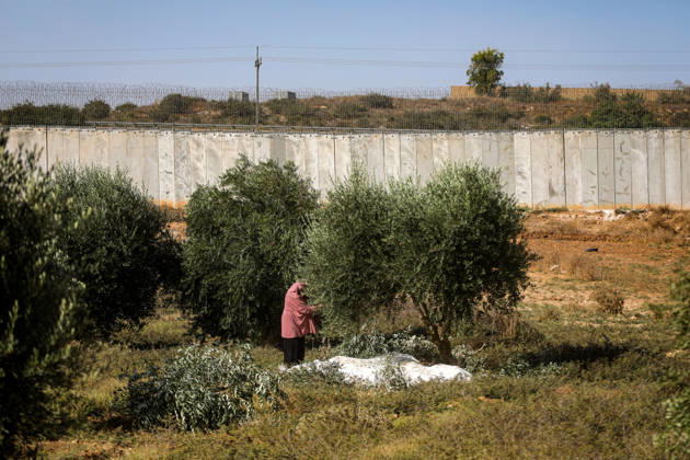 Palestinian Farmers Harvest Olives Near Barrier West of Hebron Palestinian farmers pick olives during the harvest season in a field in the village of Beit Awwa, west of Hebron, in the occupied West Bank, on October 15, 2026, near the Israeli separation barrier. Photo by Mamoun Wazwaz apaimages Hebron West Bank Palestinian Territory 151026_Hebron_MW_00(25) Copyright: xapaimagesxMamounxWazwazx xapaimagesx
