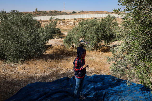 Palestinian Farmers Harvest Olives Near Barrier West of Hebron Palestinian farmers pick olives during the harvest season in a field in the village of Beit Awwa, west of Hebron, in the occupied West Bank, on October 15, 2026, near the Israeli separation barrier. Photo by Mamoun Wazwaz apaimages Hebron West Bank Palestinian Territory 151026_Hebron_MW_00(4) Copyright: xapaimagesxMamounxWazwazx xapaimagesx