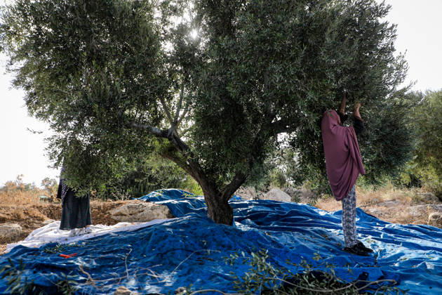 Palestinian Farmers Harvest Olives Near Barrier West of Hebron Palestinian farmers pick olives during the harvest season in a field in the village of Beit Awwa, west of Hebron, in the occupied West Bank, on October 15, 2026, near the Israeli separation barrier. Photo by Mamoun Wazwaz apaimages Hebron West Bank Palestinian Territory 151026_Hebron_MW_00(8) Copyright: xapaimagesxMamounxWazwazx xapaimagesx