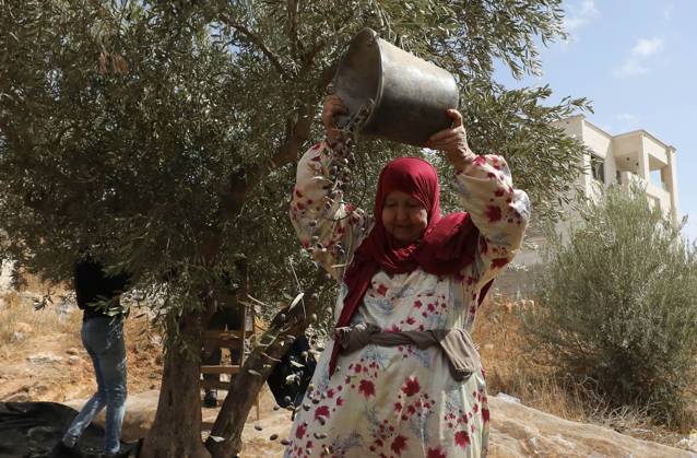 Olive Harvest In Nablus NABLUS, WEST BANK, PALESTINE, OCTOBER 15, 2026: Palestinian farmers harvest olives during the annual olive-picking season in Nablus, in the occupied West Bank. NABLUS Palestine, State of Copyright: x xNedalxShtiehx xJNAxPressx