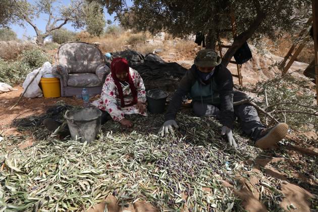 Olive Harvest In Nablus NABLUS, WEST BANK, PALESTINE, OCTOBER 15, 2026: Palestinian farmers harvest olives during the annual olive-picking season in Nablus, in the occupied West Bank. NABLUS Palestine, State of Copyright: x xNedalxShtiehx xJNAxPressx