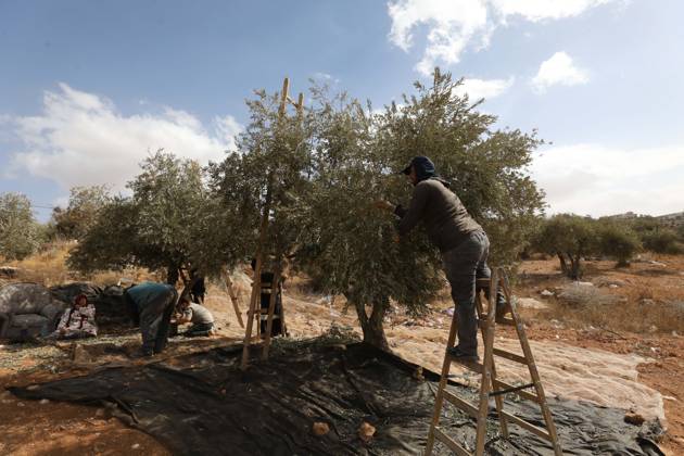 October 15, 2026, Nablus, Palestine, State of: NABLUS, WEST BANK, PALESTINE, OCTOBER 15, 2026: Palestinian farmers harvest olives during the annual olive-picking season in Nablus, in the occupied West Bank. Nablus Palestine, State of - ZUMAq101 20261015_zna_q101_107 Copyright: xNedalxShtiehx