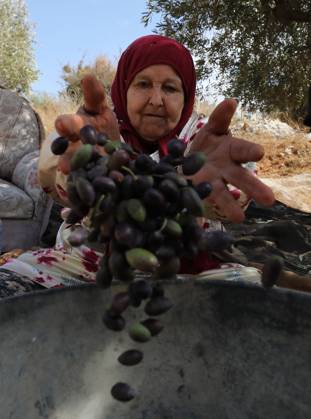 News Bilder des Tages October 15, 2026, Nablus, Palestine, State of: NABLUS, WEST BANK, PALESTINE, OCTOBER 15, 2026: Palestinian farmers harvest olives during the annual olive-picking season in Nablus, in the occupied West Bank. Nablus Palestine, State of - ZUMAq101 20261015_zna_q101_109 Copyright: xNedalxShtiehx
