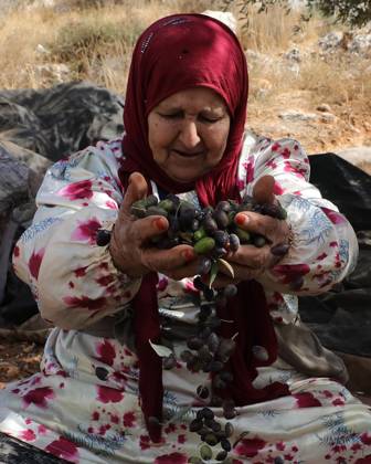 October 15, 2026, Nablus, Palestine, State of: NABLUS, WEST BANK, PALESTINE, OCTOBER 15, 2026: Palestinian farmers harvest olives during the annual olive-picking season in Nablus, in the occupied West Bank. Nablus Palestine, State of - ZUMAq101 20261015_zna_q101_110 Copyright: xNedalxShtiehx