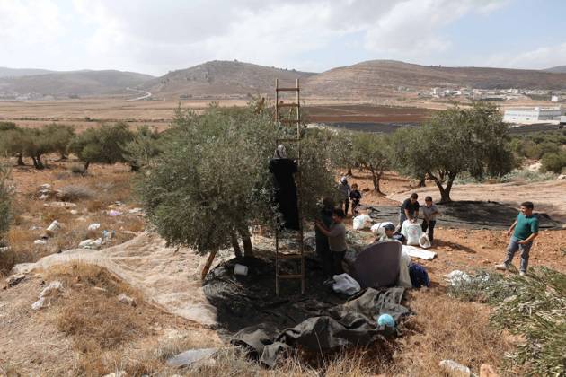 October 15, 2026, Nablus, Palestine, State of: NABLUS, WEST BANK, PALESTINE, OCTOBER 15, 2026: Palestinian farmers harvest olives during the annual olive-picking season in Nablus, in the occupied West Bank. Nablus Palestine, State of - ZUMAq101 20261015_zna_q101_111 Copyright: xNedalxShtiehx