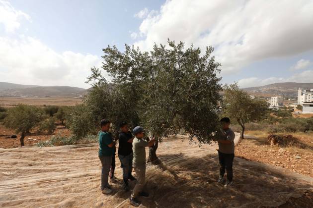 October 15, 2026, Nablus, Palestine, State of: NABLUS, WEST BANK, PALESTINE, OCTOBER 15, 2026: Palestinian farmers harvest olives during the annual olive-picking season in Nablus, in the occupied West Bank. Nablus Palestine, State of - ZUMAq101 20261015_zna_q101_115 Copyright: xNedalxShtiehx