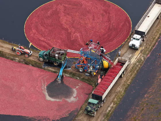 Cranberry harvest season starts at Pine Island Farm in New Jersey CHATSWORTH, UNITED STATES - OCTOBER 16: Workers harvest cranberries at Pine Island Farm during the annual cranberry harvest, where they wade through flooded bogs to collect bright red berries as the town celebrates the Cranberry Harvest Festival with tours, local food, and traditions, in Chatsworth, United States, on October 16, 2026. Lokman Vural Elibol Anadolu New Jersey United States. Editorial use only. Please get in touch for any other usage.  Copyright: x2026xAnadoluxLokmanxVuralxElibolx