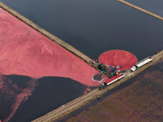 Cranberry harvest season starts at Pine Island Farm in New Jersey CHATSWORTH, UNITED STATES - OCTOBER 16: Workers harvest cranberries at Pine Island Farm during the annual cranberry harvest, where they wade through flooded bogs to collect bright red berries as the town celebrates the Cranberry Harvest Festival with tours, local food, and traditions, in Chatsworth, United States, on October 16, 2026. Lokman Vural Elibol Anadolu New Jersey United States. Editorial use only. Please get in touch for any other usage.  Copyright: x2026xAnadoluxLokmanxVuralxElibolx