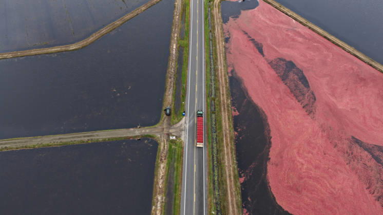 Cranberry harvest season starts at Pine Island Farm in New Jersey CHATSWORTH, UNITED STATES - OCTOBER 16: Workers harvest cranberries at Pine Island Farm during the annual cranberry harvest, where they wade through flooded bogs to collect bright red berries as the town celebrates the Cranberry Harvest Festival with tours, local food, and traditions, in Chatsworth, United States, on October 16, 2026. Lokman Vural Elibol Anadolu New Jersey United States. Editorial use only. Please get in touch for any other usage.  Copyright: x2026xAnadoluxLokmanxVuralxElibolx