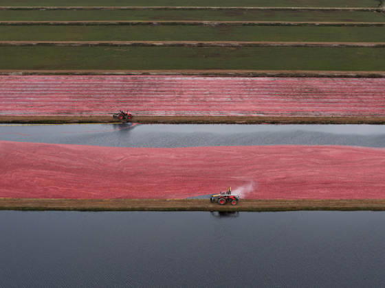 Cranberry harvest season starts at Pine Island Farm in New Jersey CHATSWORTH, UNITED STATES - OCTOBER 16: Workers harvest cranberries at Pine Island Farm during the annual cranberry harvest, where they wade through flooded bogs to collect bright red berries as the town celebrates the Cranberry Harvest Festival with tours, local food, and traditions, in Chatsworth, United States, on October 16, 2026. Lokman Vural Elibol Anadolu New Jersey United States. Editorial use only. Please get in touch for any other usage.  Copyright: x2026xAnadoluxLokmanxVuralxElibolx