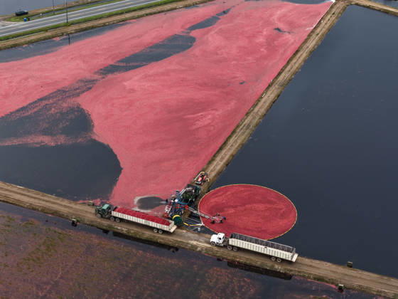 Cranberry harvest season starts at Pine Island Farm in New Jersey CHATSWORTH, UNITED STATES - OCTOBER 16: Workers harvest cranberries at Pine Island Farm during the annual cranberry harvest, where they wade through flooded bogs to collect bright red berries as the town celebrates the Cranberry Harvest Festival with tours, local food, and traditions, in Chatsworth, United States, on October 16, 2026. Lokman Vural Elibol Anadolu New Jersey United States. Editorial use only. Please get in touch for any other usage.  Copyright: x2026xAnadoluxLokmanxVuralxElibolx