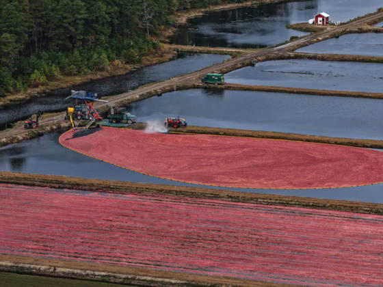 Cranberry harvest season starts at Pine Island Farm in New Jersey CHATSWORTH, UNITED STATES - OCTOBER 16: Workers harvest cranberries at Pine Island Farm during the annual cranberry harvest, where they wade through flooded bogs to collect bright red berries as the town celebrates the Cranberry Harvest Festival with tours, local food, and traditions, in Chatsworth, United States, on October 16, 2026. Lokman Vural Elibol Anadolu New Jersey United States. Editorial use only. Please get in touch for any other usage.  Copyright: x2026xAnadoluxLokmanxVuralxElibolx