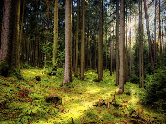 Licht durchflutet einen stillen Nadelwald mit hohen Stämmen und leuchtend grünem Moosboden, Herbst im Naturpark Frankenwald, Oberfranken Light floods a quiet coniferous forest with tall trunks and bright green moss soil, autumn in the Franconian Forest nature park Park, Upper Franconia Copyright: imageBROKER MarcoxBunk iblmbu19538796.jpg