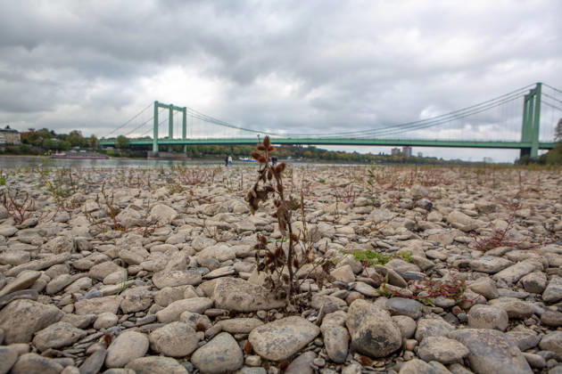 Seit Wochen beeinträchtigt Niedrigwasser den Schiffsverkehr auf dem Rhein. Im Köln lag der Pegel am Sonntag, 18. Oktober, bei nur noch 53 Zentimeter. Das Bild zeigt den Strom zwischen Köln-Poll und Köln-Rodenkirchen und die Rodenkirchener Brücke im Süden der Stadt. Niedrigwasser am Rhein