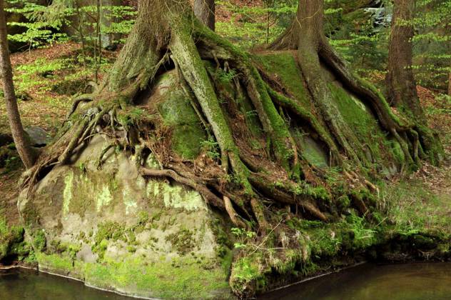 Tree roots on the banks of the Kirnitzsch in Saxon Switzerland Copyright: xDieterMx Panthermedia69668006.jpg
