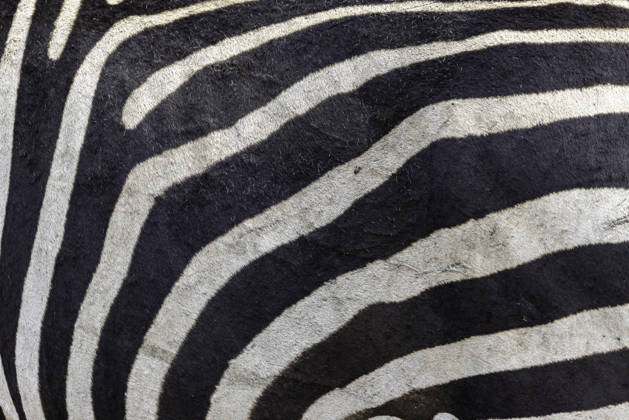 Creative Highlights World Extreme close up of a zebra s striped fur Akashenshero, Western Region, Uganda CR_JFZH261017-2143470-01 ,model released, Symbolfoto ,property released