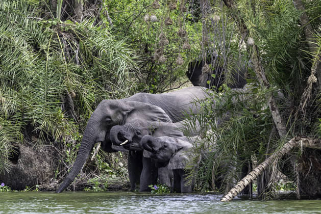 Creative Highlights World A family of elephants drinking water from the river Katunguru, Western Region, Uganda CR_JFZH261017-2143581-01 ,model released, Symbolfoto ,property released