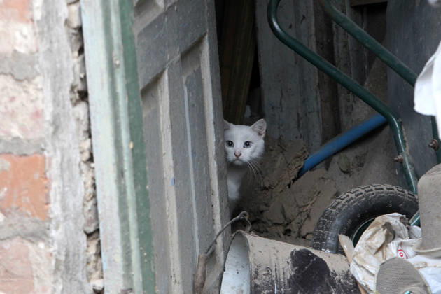 A white cat peeks out from behind a door in a building damaged by a Russian bombardment in Dnipro, Ukraine, October 19, 2026. On Monday morning, Russian forces launched guided aerial bombs at the eastern city, damaging private homes and infrastructure. An 84-year-old woman was hospitalised in moderate condition. (Photo by Mykola Miakshykov Ukrinform) Russian troops hit Dnipro with guided bombs  Copyright: xMykolaxMiakshykovx