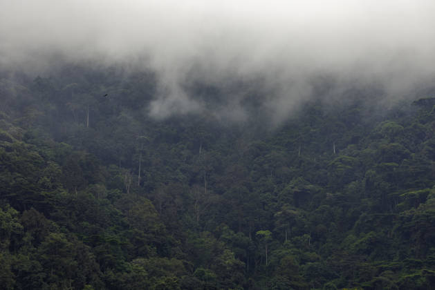 Creative Highlights World Misty forest landscape with lush green trees and flying bird Bwindi Impenetrable National Park, Western Region, Uganda R_JFZH261017-2143508-01 ,model released, Symbolfoto ,property released