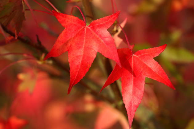 Creative Highlights World Blätter des amerikanischen Amberbaums (Liquidambar styraciflua) in strahlendem Rot. Nun hält der Herbst Einzug und es geht in Richtung Winter. - Herbstimpressionen - Herleshausen, Deutschland, GER, Germany, 16.10.2026 - Amerikanischer Amberbaum in der hessischen Mittelgebirgslandschaft Ringgau vor blau-weißem Himmel bei strahlendem Sonnenschein.