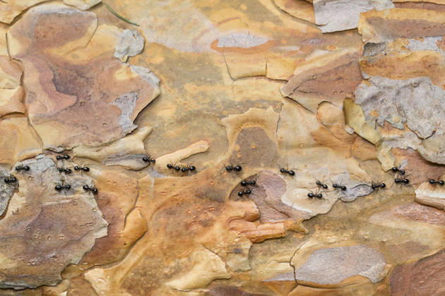 Creative Highlights World Glaenzendschwarze Holzameise, Schwarze Holzameise, Kartonnest-Ameise, Kartonnestameise, Holzameise, Holz-Ameise (Lasius fuliginosus, Dendrolasius fuliginosus), Ameisenstrasse auf Borke, Aufsicht, Deutschland Jet ant, Shining jet black ant, jet black ant (Lasius fuliginosus, Dendrolasius fuliginosus), ant trail on bark, view from above, Germany BLWS755190