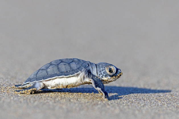 Creative Highlights World Unechte Karettschildkroete, Unechte Karette (Caretta caretta), frisch geschluepfte Unechte Karette laeuft ueber den Strand ins Meer, Zypern, Ineia loggerhead sea turtle, loggerhead, loggerhead turtle (Caretta caretta), newly hatched loggerhead sea turtle walking over the beach to the ocean, Cyprus, Ineia BLWS755287