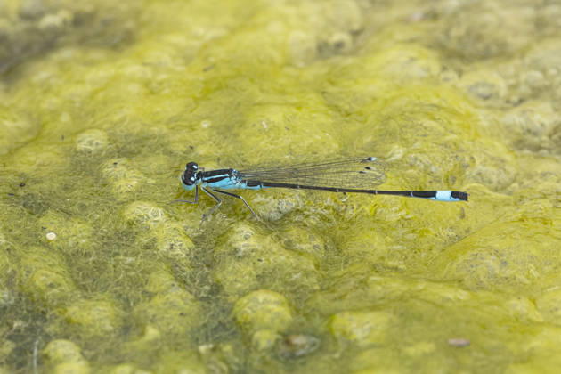 Creative Highlights World Grosse Pechlibelle (Ischnura elegans), Maennchen auf einem Algenteppich, Seitenansicht, Deutschland Common ischnura, Blue-tailed damselfly (Ischnura elegans), male on an algae mat, side view, Germany BLWS755533