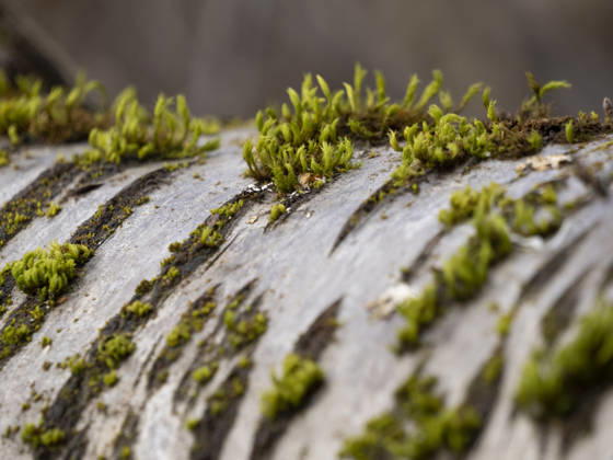 Usa, Washington State, Bellevue. Moss on tree close-up  Copyright: x xMerrillxImagesx xDanitaxDelimontx 7077-70263183