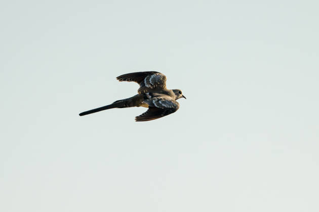 Creative Highlights World Rare Namaqua Doves spotted at wetland in southeastern Turkiye GAZIANTEP, TURKIYE - SEPTEMBER 23: A family of Namaqua doves (Oena capensis), a species rarely seen in Turkiye, has been spotted at Hancagiz Wetland in Gaziantep, Turkiye on September 23, 2026. The slender birds, known for their long tails and distinctive colors and patterns in flight, rest in pistachio trees and moving around the area. Alper Tuydes Anadolu Gaziantep Turkey. Editorial use only. Please get in touch for any other usage.  Copyright: x2026xAnadoluxAlperxTuydesx