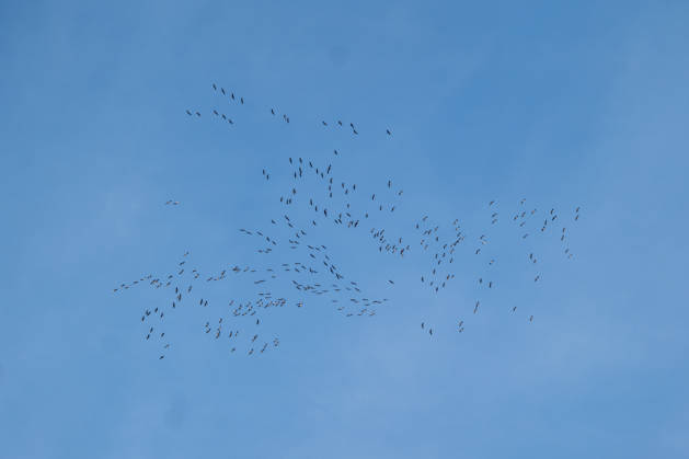 Creative Highlights World Vogelschwarm fliegt am blauen Himmel 19.10.26, Selters: Symbolfoto, Illustrationsbild, Symbolbild, Illustrationsfoto, Alltagsszene Zahlreiche Vögel fliegen in lockeren, weit verteilten Gruppen vor einem wolkenlosen blauen Himmel. Die Aufnahme entstand von unten, die Tiere sind als dunkle Silhouetten mit ausgebreiteten Flügeln zu erkennen. Symbolbild für Vogelflug, Tierwelt, Natur und Freiheit. Selters Hessen Deutschland