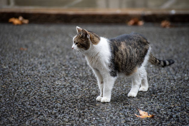 October 21, 2026, London, Greater London, United Kingdom: Larry (born c. January 2007) is a domestic tabby cat, it s serving as Chief Mouser to the Cabinet Office at 10 Downing Street since 2011. And It is cared for by Downing Street staff. It has served tenures of seven prime ministers. Recently he had an operation on his right side near his spine. London United Kingdom  - ZUMAe120 20261021_zip_e120_008 Copyright: xKrisztianxElekx