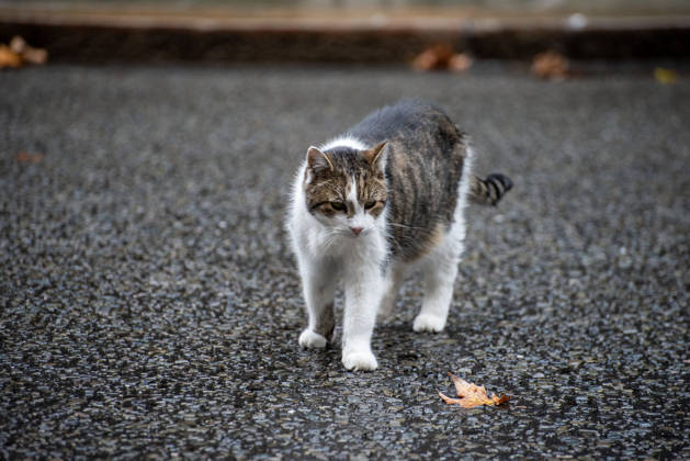 October 21, 2026, London, Greater London, United Kingdom: Larry (born c. January 2007) is a domestic tabby cat, it s serving as Chief Mouser to the Cabinet Office at 10 Downing Street since 2011. And It is cared for by Downing Street staff. It has served tenures of seven prime ministers. Recently he had an operation on his right side near his spine. London United Kingdom  - ZUMAe120 20261021_zip_e120_010 Copyright: xKrisztianxElekx