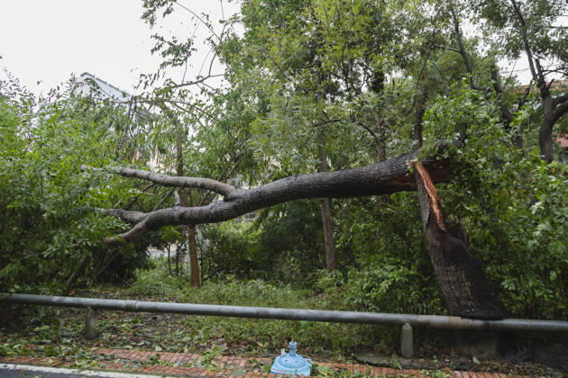 October 24, 2026, Taichung, Taiwan: A view of an fallen tree that have been blown down by strong winds from Typhoon Champi next to the bikeway, in Taichung, Taiwan. The Central Weather Administration (CWA) has lifted its land warning for Typhoon Champi, which has been downgraded into a tropical storm. According to the Central Emergency Operations Center (CEOC), the strong winds and heavy rains of Champi had left one person dead and 527 injured in Taiwan as of Saturday morning. Taichung Taiwan - ZUMAc217 20261024_zip_c217_007 Copyright: xAndrexM.xChangx