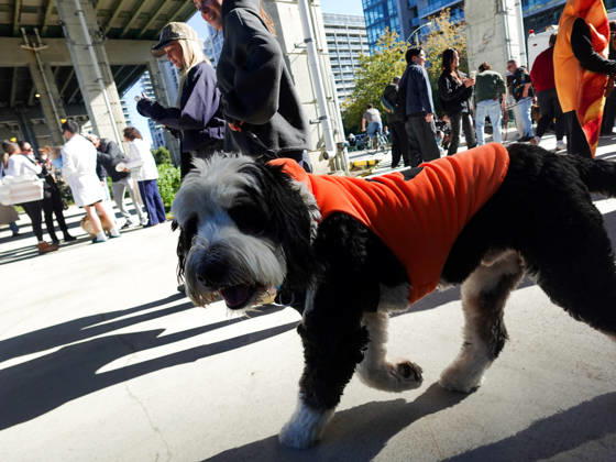 Howl oween Festival in Toronto TORONTO, CANADA - OCTOBER 24 : Dogs dressed in Halloween costumes are seen at the Bentway Howl oween festival in Toronto, Ontario, Canada on October 24, 2026. Dogs dressed in Halloween costumes competed in parade followed by prize ceremony. Mert Alper Dervis Anadolu Toronto Canada. Editorial use only. Please get in touch for any other usage.  Copyright: x2026xAnadoluxMertxAlperxDervisx