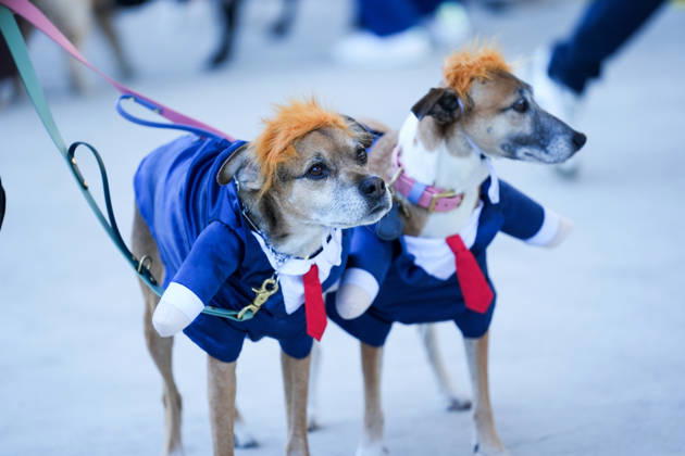 Howl oween Festival in Toronto TORONTO, CANADA - OCTOBER 24 : Dogs dressed in Halloween costumes are seen at the Bentway Howl oween festival in Toronto, Ontario, Canada on October 24, 2026. Dogs dressed in Halloween costumes competed in parade followed by prize ceremony. Mert Alper Dervis Anadolu Toronto Canada. Editorial use only. Please get in touch for any other usage.  Copyright: x2026xAnadoluxMertxAlperxDervisx