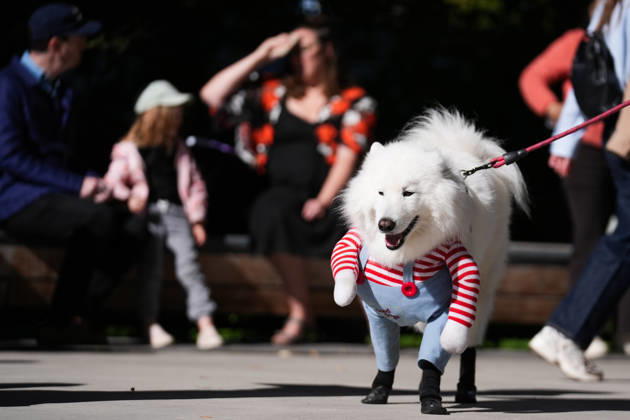 Howl oween Festival in Toronto TORONTO, CANADA - OCTOBER 24 : Dogs dressed in Halloween costumes are seen at the Bentway Howl oween festival in Toronto, Ontario, Canada on October 24, 2026. Dogs dressed in Halloween costumes competed in parade followed by prize ceremony. Mert Alper Dervis Anadolu Toronto Canada. Editorial use only. Please get in touch for any other usage.  Copyright: x2026xAnadoluxMertxAlperxDervisx