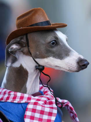 Howl oween Festival in Toronto TORONTO, CANADA - OCTOBER 24 : Dogs dressed in Halloween costumes are seen at the Bentway Howl oween festival in Toronto, Ontario, Canada on October 24, 2026. Dogs dressed in Halloween costumes competed in parade followed by prize ceremony. Mert Alper Dervis Anadolu Toronto Canada. Editorial use only. Please get in touch for any other usage.  Copyright: x2026xAnadoluxMertxAlperxDervisx