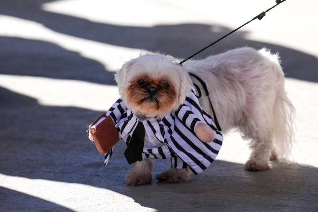 Howl oween Festival in Toronto TORONTO, CANADA - OCTOBER 24 : Dogs dressed in Halloween costumes are seen at the Bentway Howl oween festival in Toronto, Ontario, Canada on October 24, 2026. Dogs dressed in Halloween costumes competed in parade followed by prize ceremony. Mert Alper Dervis Anadolu Toronto Canada. Editorial use only. Please get in touch for any other usage.  Copyright: x2026xAnadoluxMertxAlperxDervisx