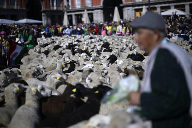 Madrid hosts annual Trashumancia Festival as sheep parade through city center MADRID, SPAIN - OCTOBER 25: Over one thousand sheep are driven through the city center of Madrid, Spain, as part of the annual Trashumancia Festival (Fiesta de la Trashumancia) on October 25, 2026. The event revives a Medieval transhumance tradition that has been officially celebrated in the Spanish capital since 1994. Burak Akbulut Anadolu Madrid Spain. Editorial use only. Please get in touch for any other usage.  Copyright: x2026xAnadoluxBurakxAkbulutx