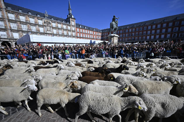 Madrid hosts annual Trashumancia Festival as sheep parade through city center MADRID, SPAIN - OCTOBER 25: Over one thousand sheep are driven through the city center of Madrid, Spain, as part of the annual Trashumancia Festival (Fiesta de la Trashumancia) on October 25, 2026. The event revives a Medieval transhumance tradition that has been officially celebrated in the Spanish capital since 1994. Burak Akbulut Anadolu Madrid Spain. Editorial use only. Please get in touch for any other usage.  Copyright: x2026xAnadoluxBurakxAkbulutx