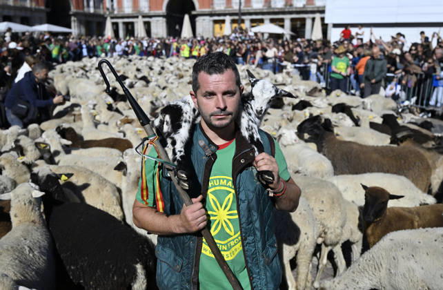 Madrid hosts annual Trashumancia Festival as sheep parade through city center MADRID, SPAIN - OCTOBER 25: Over one thousand sheep are driven through the city center of Madrid, Spain, as part of the annual Trashumancia Festival (Fiesta de la Trashumancia) on October 25, 2026. The event revives a Medieval transhumance tradition that has been officially celebrated in the Spanish capital since 1994. Burak Akbulut Anadolu Madrid Spain. Editorial use only. Please get in touch for any other usage.  Copyright: x2026xAnadoluxBurakxAkbulutx